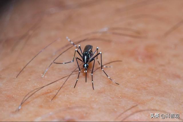 轉基因蚊子對人體有什麼好處（蚊子是從哪來的）1