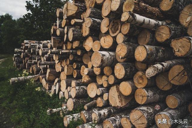 新西蘭木材最新價格（新西蘭原木價格中短期内将保持低位）1