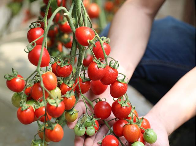 盆栽小番茄的種植方法（家庭盆栽蔬菜選番茄）1