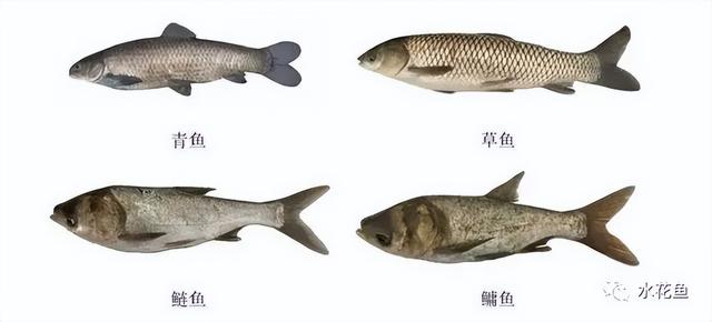 長江魚類大小排行（長江現有魚類種類組成和魚類資源狀況概述）8