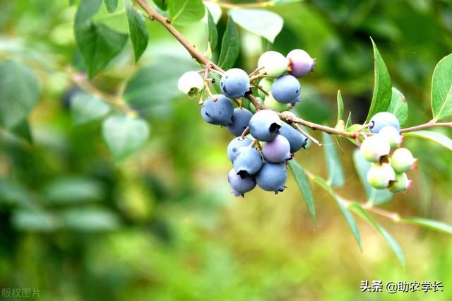 哪個品種的藍莓成熟晚（藍莓品種怎麼分類）4