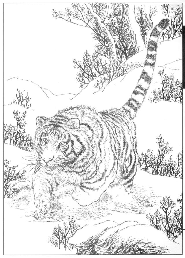 老虎卡通畫2022虎年（28張老虎黑白線描圖）23