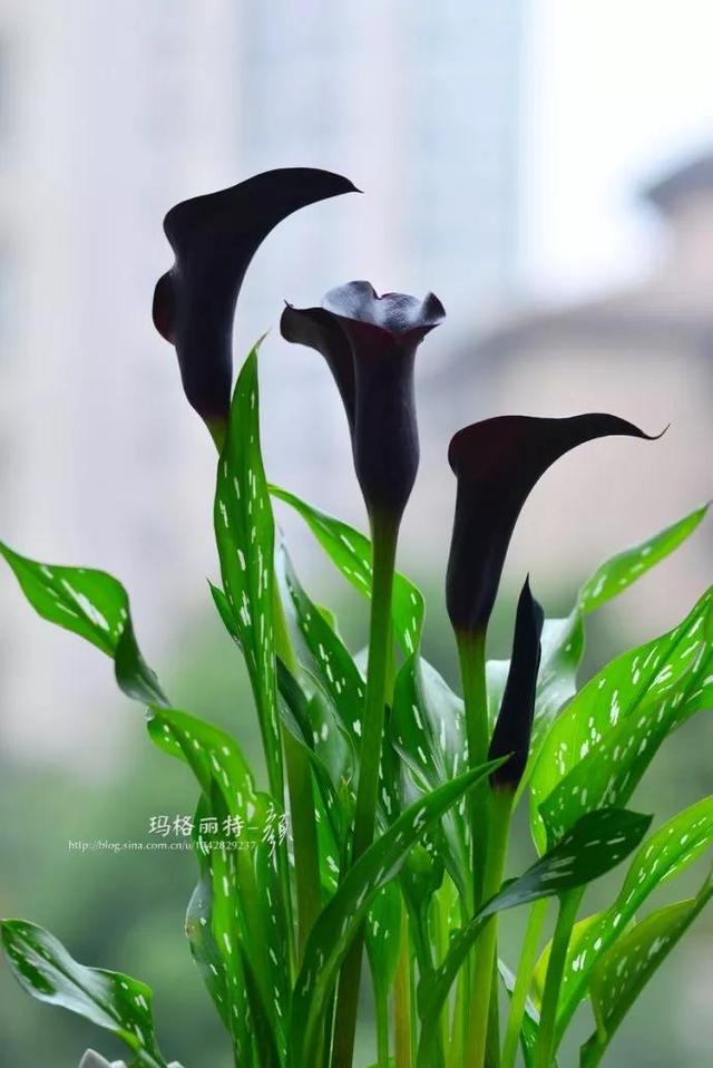 超級美麗的花朵（分享美麗黑色花朵）9
