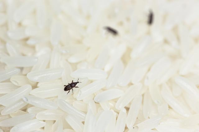 米面裡邊的蟲子是怎麼來的（米面中的蟲子從哪兒來的）3