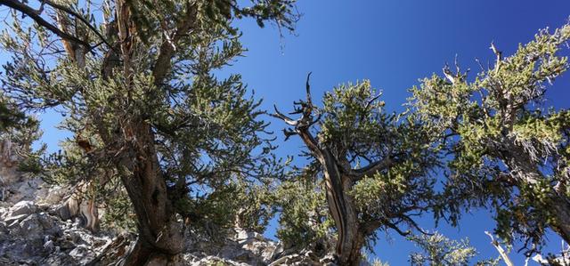 最長壽的樹年齡有8000歲嗎