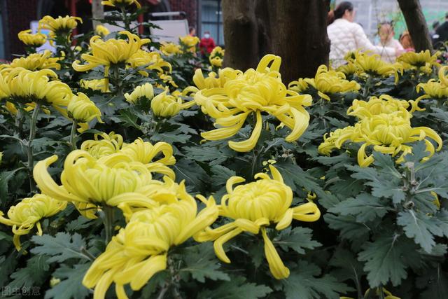 北京的市花為什麼是菊花（北京的市花是月季花還是菊花）6