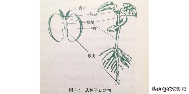 種子植物的次生生長方式和結構（植物種子和營養器官的形态結構及生長）2