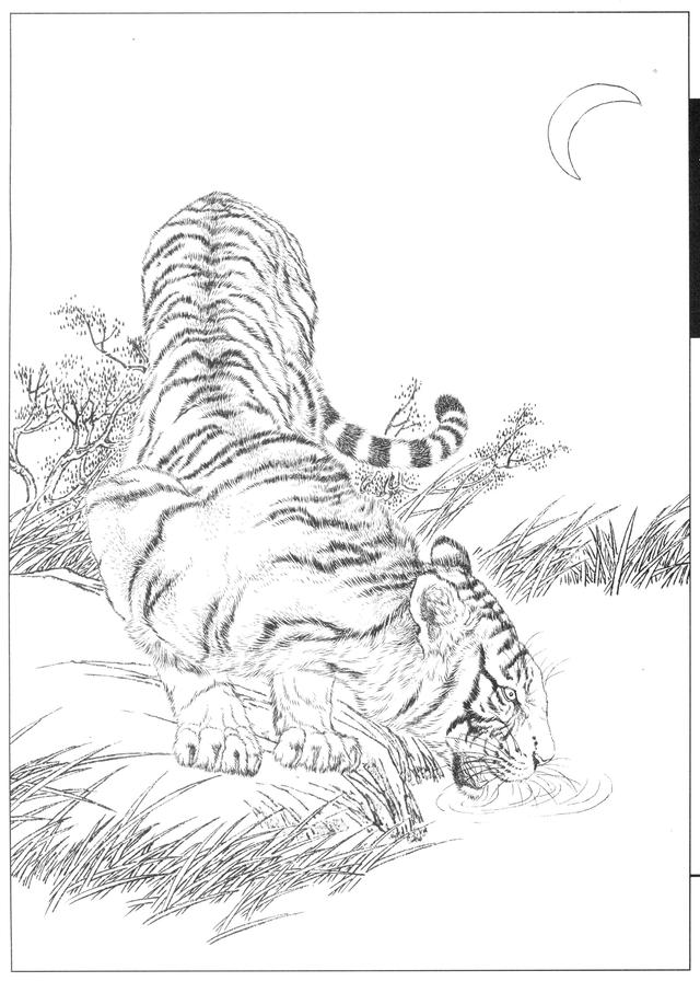 老虎卡通畫2022虎年（28張老虎黑白線描圖）22