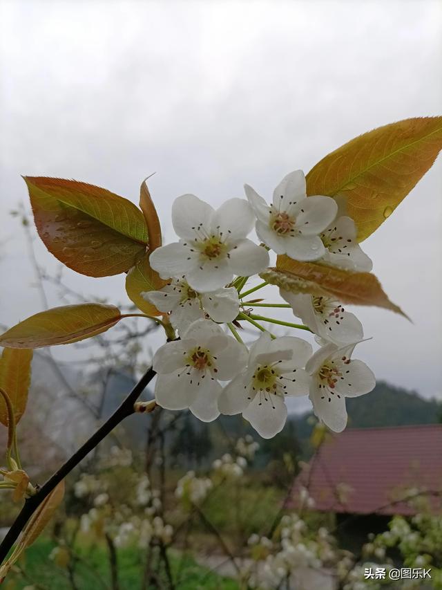 桃花盛開爛漫的春季（滿園梨花關不住）2