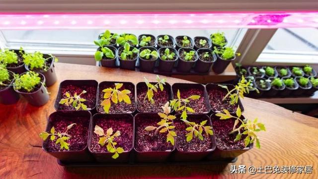 庭院陽台的種植方法（用陽台1造菜園紅了番茄）3