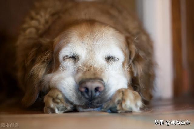 狗狗睡覺的時候一直抖怎麼回事（狗狗睡覺的時候一抖一抖的是什麼原因）3