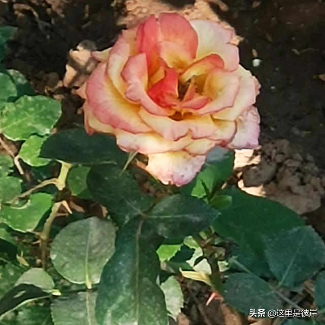 沈陽一朵紅花（玫瑰沈陽市花讓我去哪裡找你）7