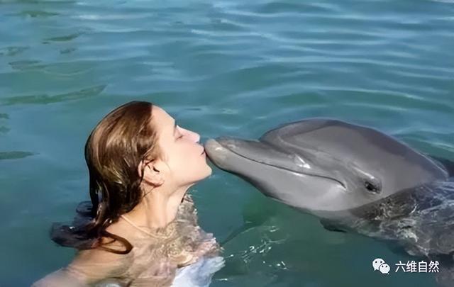 海豚為什麼不會攻擊人類（美國一海豚咬訓練師）6