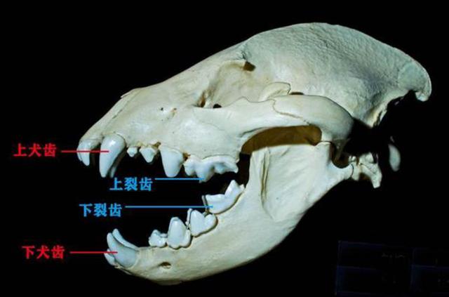 斑鬣狗的生理（為什麼斑鬣狗熱衷于掏肛）4