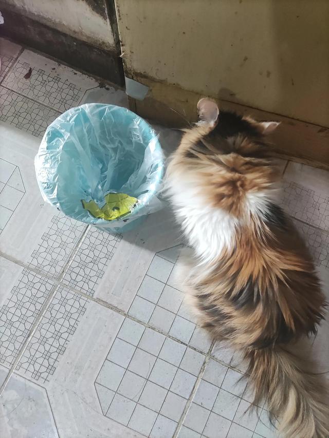 貓咪經常吃塑料袋怎麼辦（貓咪不吃飯吃塑料袋怎麼辦）1