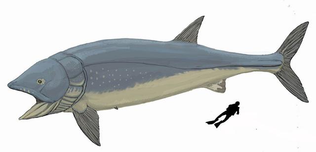 稀有遠古鲨魚（神奇的古生物大魚系列）8