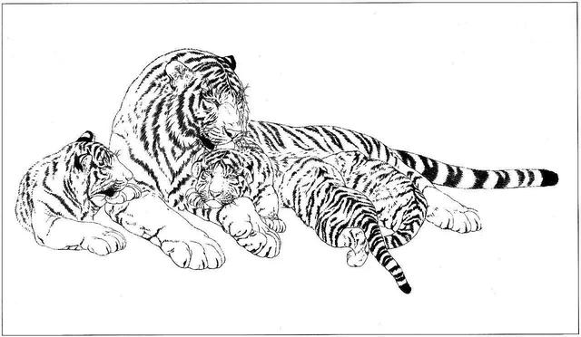 老虎卡通畫2022虎年（28張老虎黑白線描圖）3