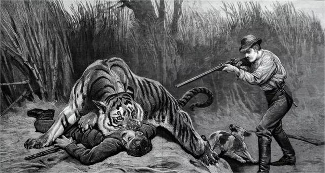 老虎滅絕了多少物種（老虎吃過人類後）5