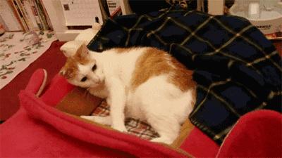 貓咪為什麼不要上床（為何貓咪偏愛上床）6