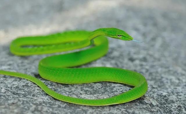世界上十大無毒蛇有哪些（世界上有哪些綠色的蛇）7