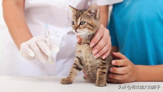 貓咪需要打些什麼疫苗