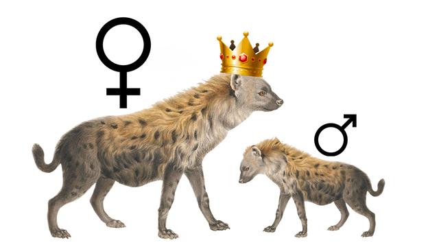 鬣狗群一般有幾隻雄性鬣狗（雌性為何長出雄性器官）5