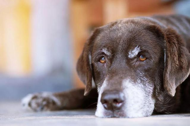 狗狗表現出衰老症狀還能活多久（狗狗7歲左右衰老加速）1