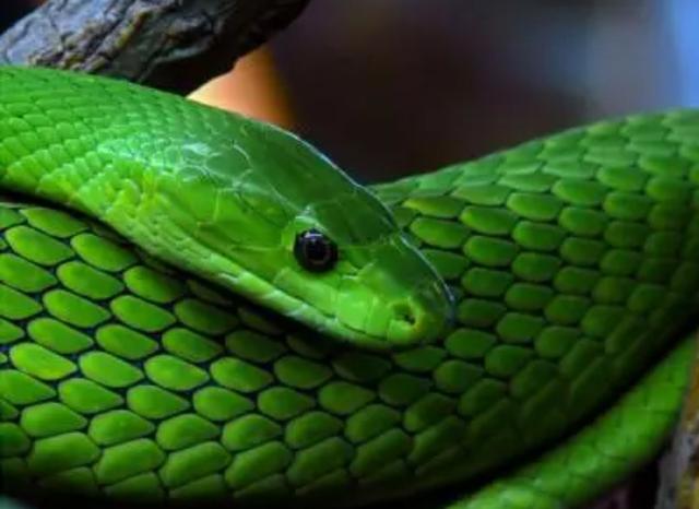 世界上十大無毒蛇有哪些（世界上有哪些綠色的蛇）5