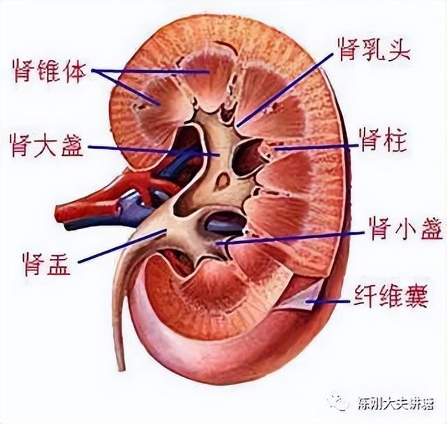 b超上顯示腎盂分離在多大的時候（B超提示腎盂分離）3