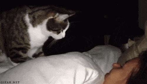 貓咪為什麼喜歡像人一樣睡覺（貓咪喜歡和人睡覺）4