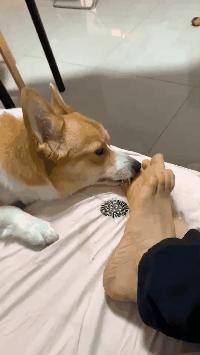 狗狗為什麼老是舔自己腳（狗狗為何舔你的腳）2