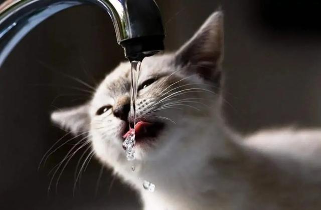 貓咪原來喝水正常這幾天幾乎不喝（不愛喝水的貓讓鏟屎官發愁）1