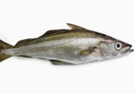 銀鳕魚和鳕魚的營養成分有區别嗎（鳕魚和銀鳕魚是什麼美味）5