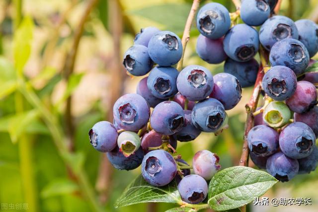 哪個品種的藍莓成熟晚（藍莓品種怎麼分類）1
