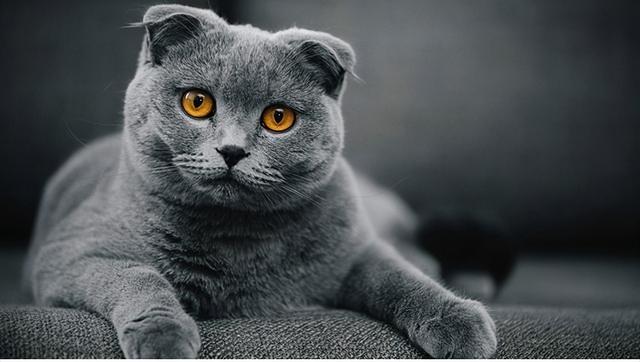 英短貓是公認好養的貓（純種英短貓和串串英短貓）4
