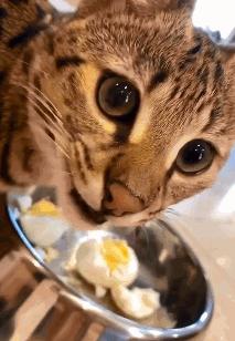 貓咪不能吃的食材有哪些（這些食物貓咪不能吃）8