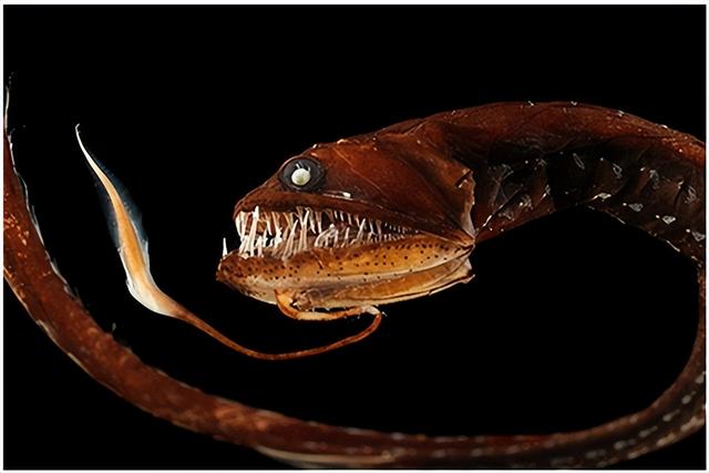 30種最怪異的海洋生物（深海中15種奇怪且可怕的海洋生物）16
