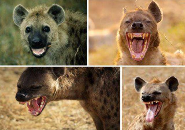斑鬣狗的生理（為什麼斑鬣狗熱衷于掏肛）13