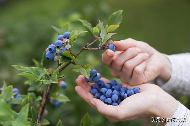 哪個品種的藍莓成熟晚（藍莓品種怎麼分類）5