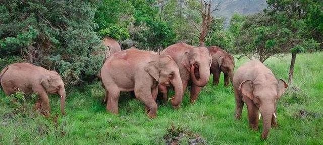 亞洲象遷徙之路（亞洲象大多在保護區外遊蕩）4