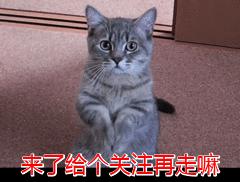 英短貓是公認好養的貓（純種英短貓和串串英短貓）8