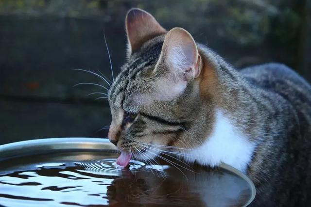 貓咪原來喝水正常這幾天幾乎不喝（不愛喝水的貓讓鏟屎官發愁）7