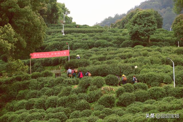 龍井村探秘體驗杭州西湖茶文化（竟不知還有這麼個秘境之地）10
