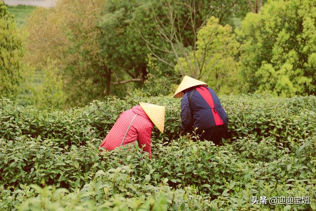 龍井村探秘體驗杭州西湖茶文化（竟不知還有這麼個秘境之地）9
