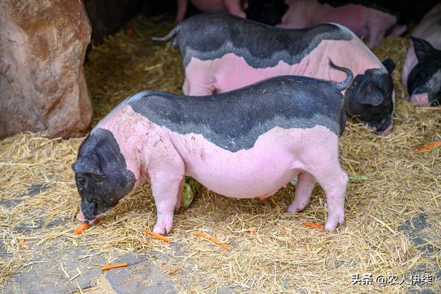 香豬養殖需要什麼條件才能養（香豬的繁殖速度快）3