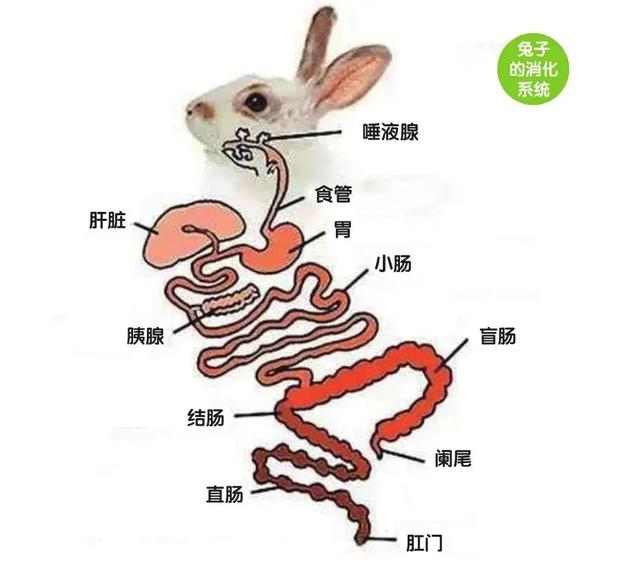 家兔的消化系統手繪圖（家兔消化系統的特點）2