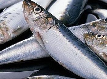 銀鳕魚和鳕魚的營養成分有區别嗎（鳕魚和銀鳕魚是什麼美味）2