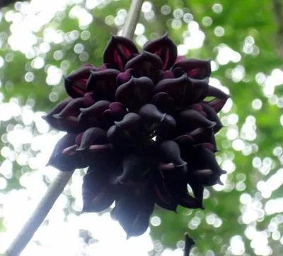超級美麗的花朵（分享美麗黑色花朵）11