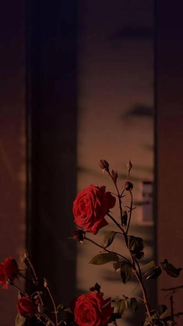 紅色玫瑰壁紙最好看（伸手要來的玫瑰怎麼能算愛呢）4