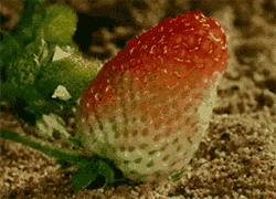 草莓和什麼一起吃會過敏（吃草莓會得出血熱）12